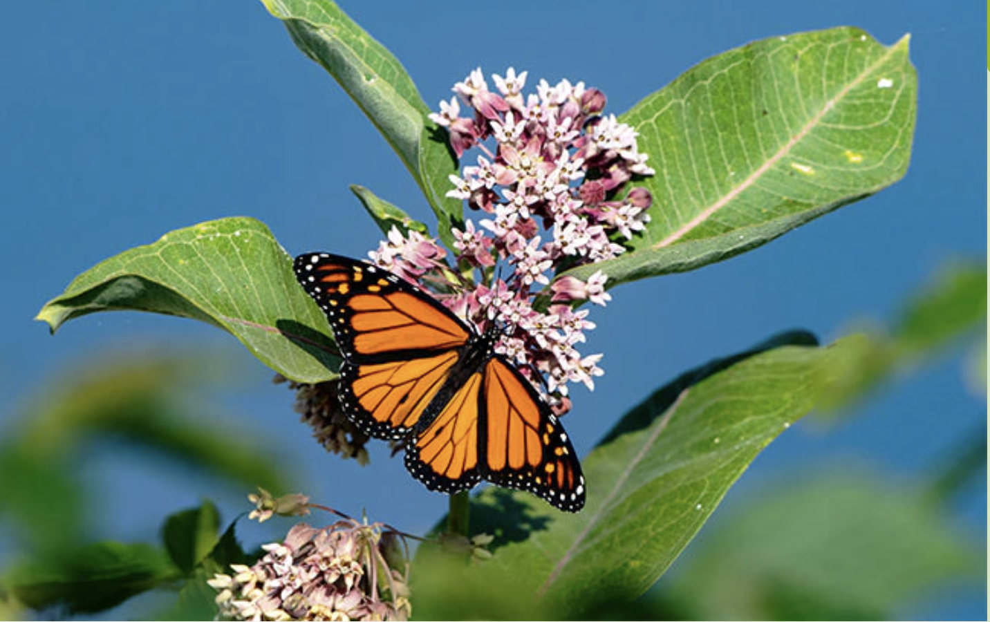 Read more about the article Garden for Wildlife (a program of the National Wildlife Federation)